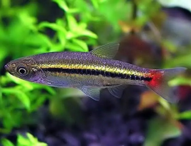 Brilliant Rasbora